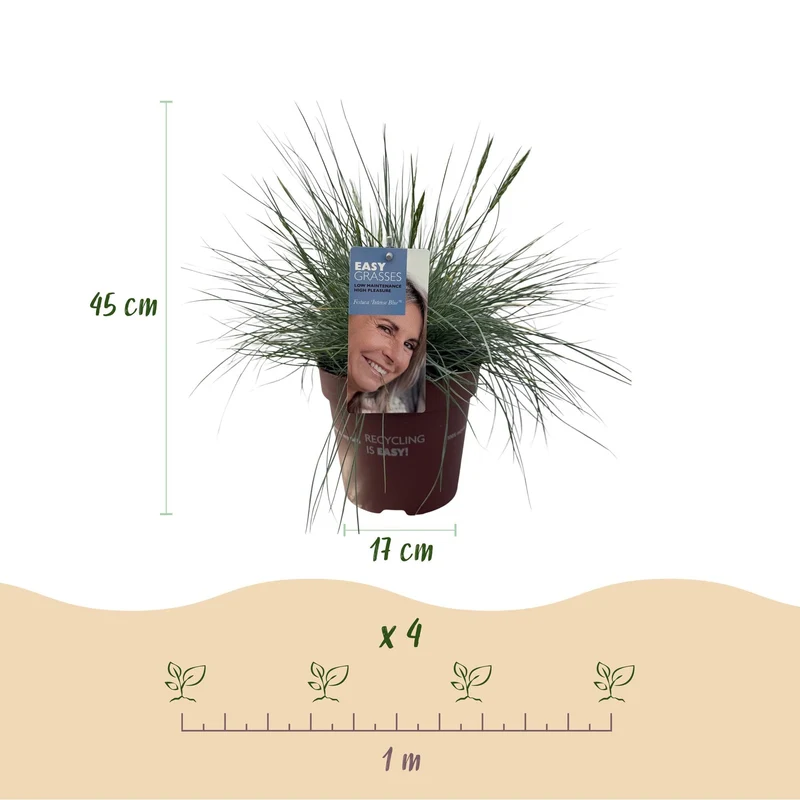Blåsvingel 'Intense Blue' (Festuca glauca) – stedsegrøn, 17 cm potte, 50 cm højde