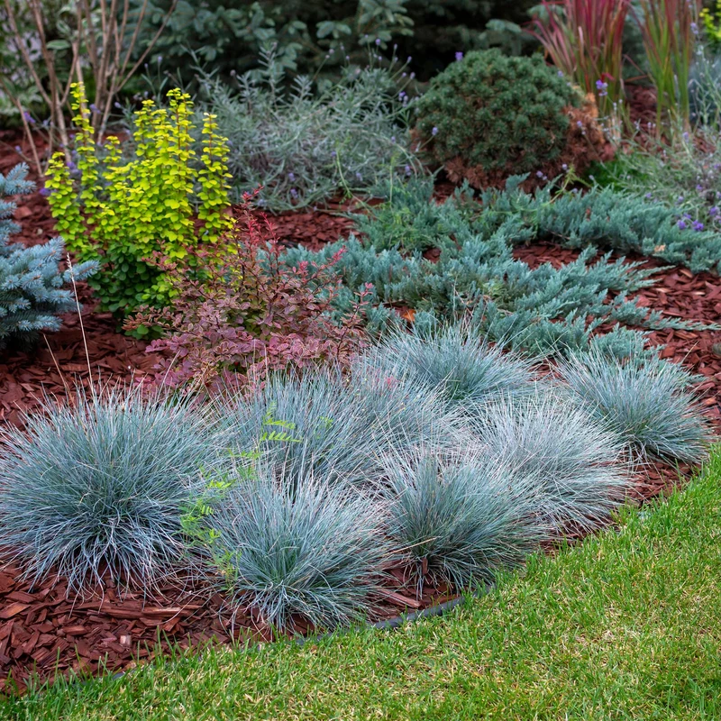 Blåsvingel 'Intense Blue' (Festuca glauca) – stedsegrøn, 17 cm potte, 50 cm højde
