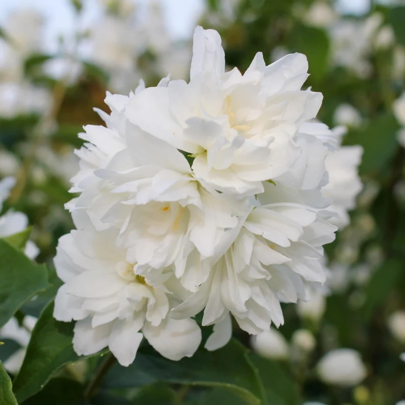 Bauernjasmin ‘Snowbelle’ – laubabwerfend, weiße Blüten, 17-cm-Topf, 45 cm