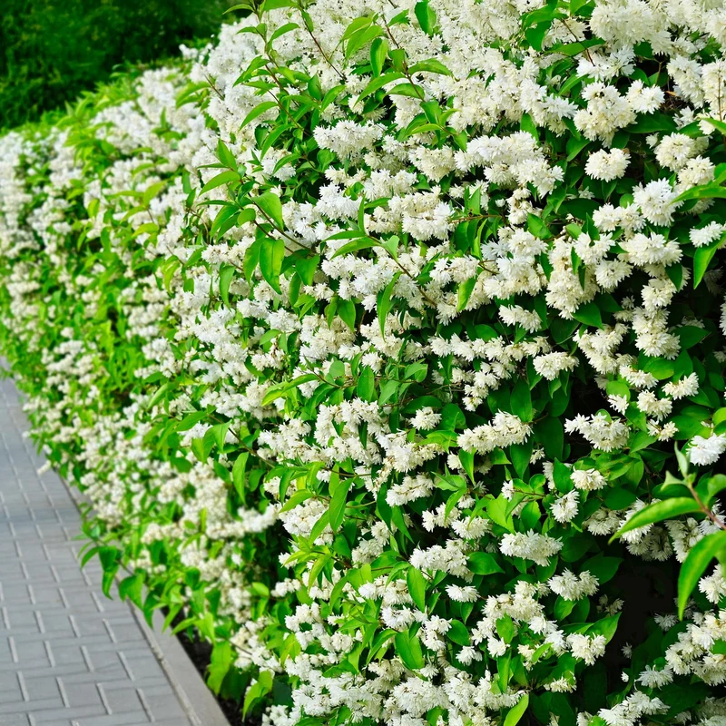 Bauernjasmin ‘Snowbelle’ – laubabwerfend, weiße Blüten, 17-cm-Topf, 45 cm