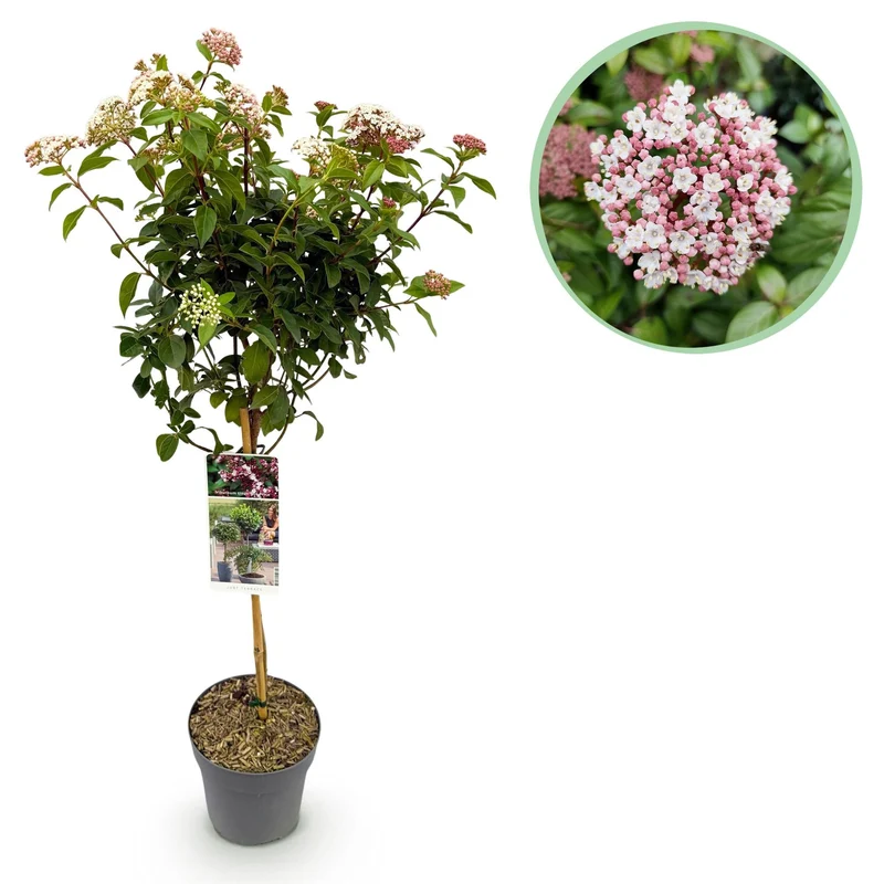 Viburnum tinus ‘Eve Price’ Stamm – Terrassenpflanze, winterhart, 19 cm Topf, 90 cm hoch