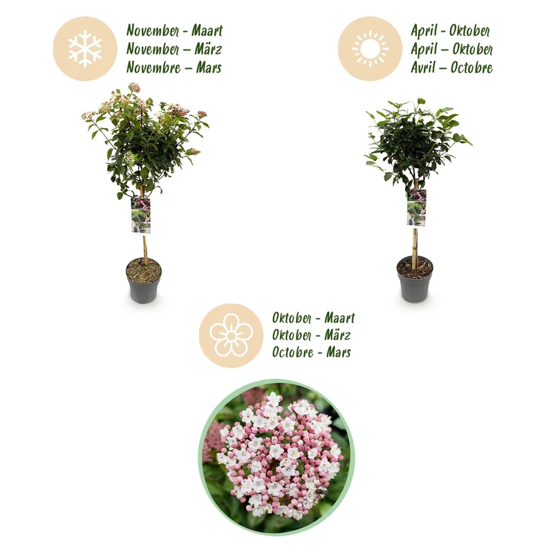 Viburnum tinus ‘Eve Price’ Stamm – Terrassenpflanze, winterhart, 19 cm Topf, 90 cm hoch
