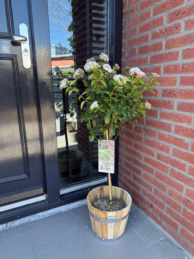 Viburnum tinus ‘Eve Price’ Stamm – Terrassenpflanze, winterhart, 19 cm Topf, 90 cm hoch