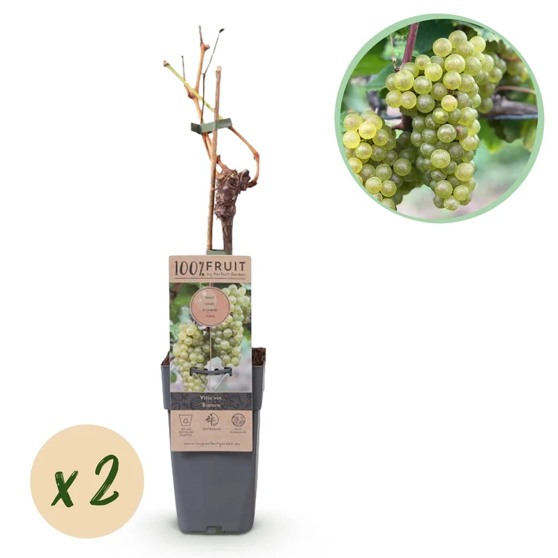 Tafeltraube ‘Bianca’ – weiße Sorte, 2 Pflanzen, 15-cm Topf, 50 cm hoch