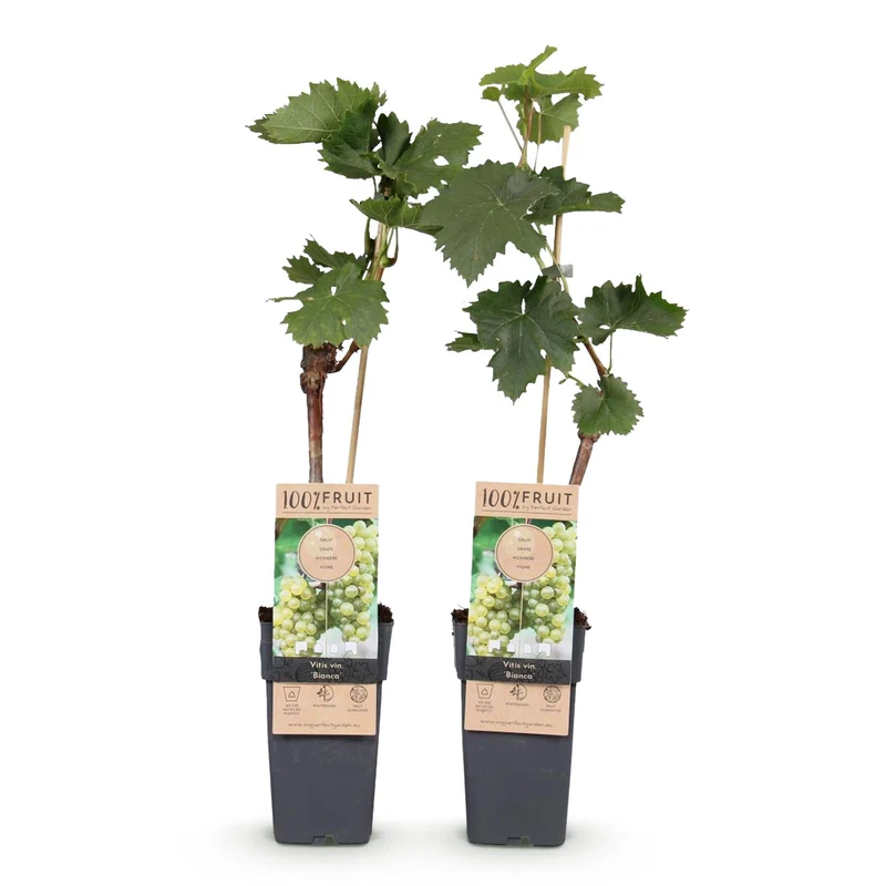 Tafeltraube ‘Bianca’ – weiße Sorte, 2 Pflanzen, 15-cm Topf, 50 cm hoch