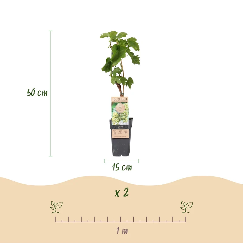 Tafeltraube ‘Bianca’ – weiße Sorte, 2 Pflanzen, 15-cm Topf, 50 cm hoch