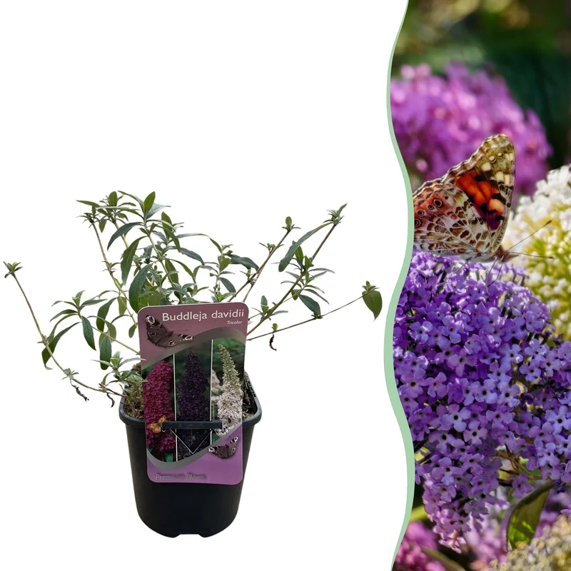 Schmetterlingsstrauch ‘Tricolour’ – laubabwerfend, dreifarbige Blüten, 17 cm Topf, 30 cm hoch