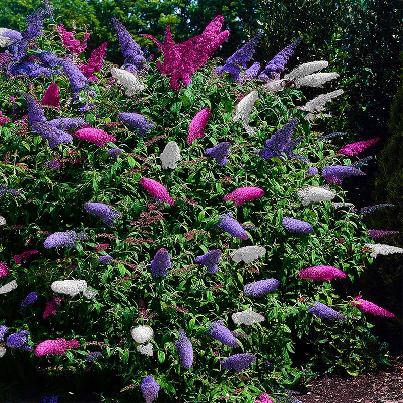 Schmetterlingsstrauch ‘Tricolour’ – laubabwerfend, dreifarbige Blüten, 17 cm Topf, 30 cm hoch
