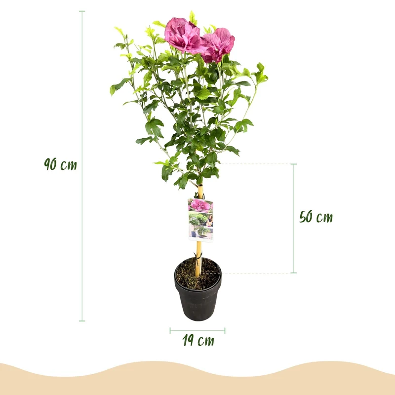 Hibiskus-Stamm ‘Magenta Chiffon’® – winterharte Terrassenpflanze, 19 cm Topf, 90 cm hoch