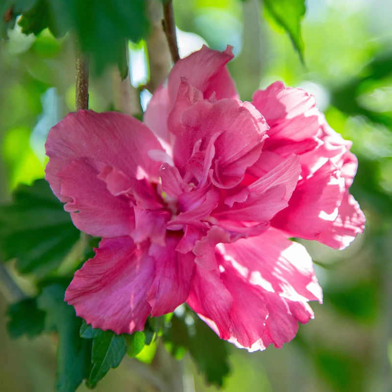 Hibiskus-Stamm ‘Magenta Chiffon’® – winterharte Terrassenpflanze, 19 cm Topf, 90 cm hoch
