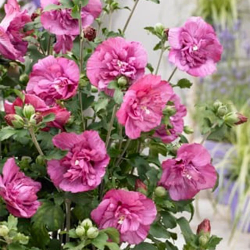 Hibiskus-Stamm ‘Magenta Chiffon’® – winterharte Terrassenpflanze, 19 cm Topf, 90 cm hoch