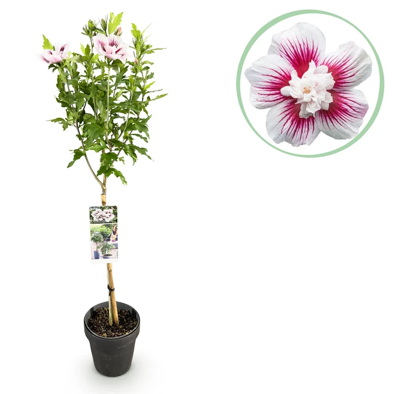 Starburst Chiffon® Hibiskus – laubabwerfende Stamm-Pflanze, 19 cm Topf, 90 cm hoch