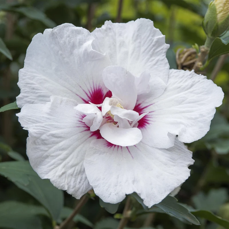 Starburst Chiffon® Hibiskus – laubabwerfende Stamm-Pflanze, 19 cm Topf, 90 cm hoch