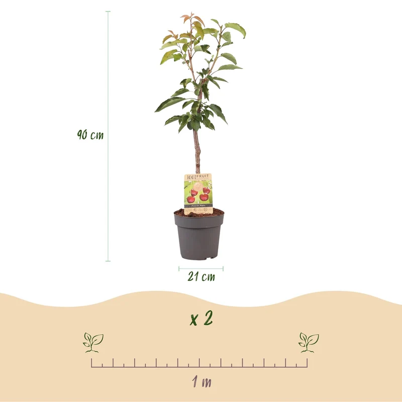 Obstpflanze Kirschbaum ‘Regina’ – rote Süßkirsche, Topf 21 cm, Höhe 90 cm