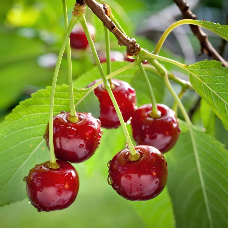 Obstpflanze Kirschbaum ‘Regina’ – rote Süßkirsche, Topf 21 cm, Höhe 90 cm