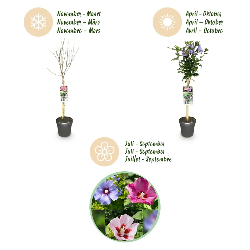 Hibiscus syriacus ‘Tricolour’ – Stämmchen für Terrasse und Garten, 19 cm Topf, 90 cm Höhe