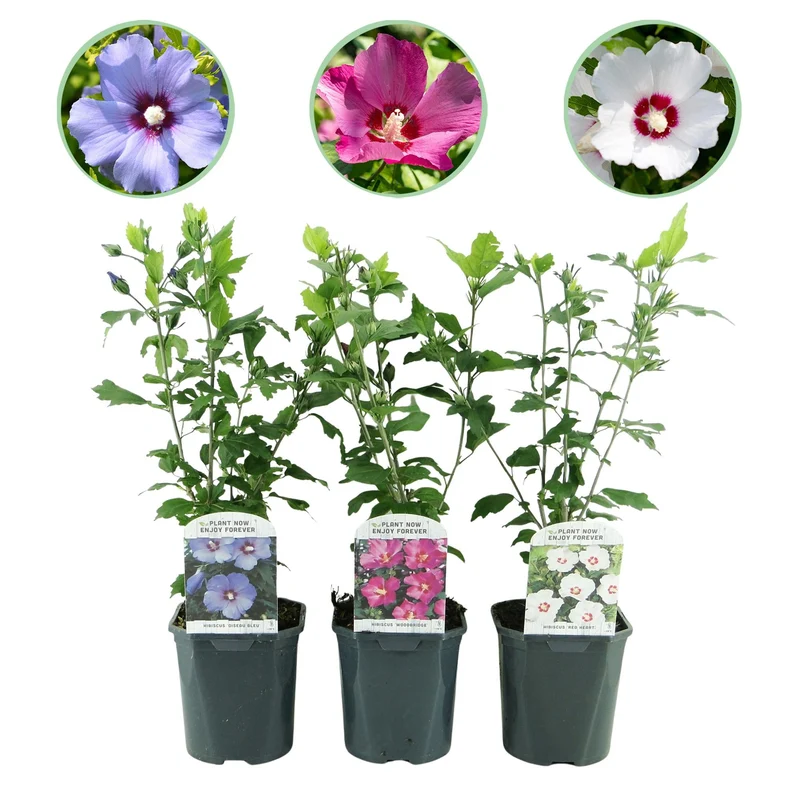 Hibiscus Tricolour – fleurs tricolores, 3 plantes en pot de 17 cm, 45 cm de hauteur