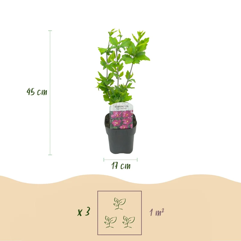 Hibiscus Tricolour – fleurs tricolores, 3 plantes en pot de 17 cm, 45 cm de hauteur