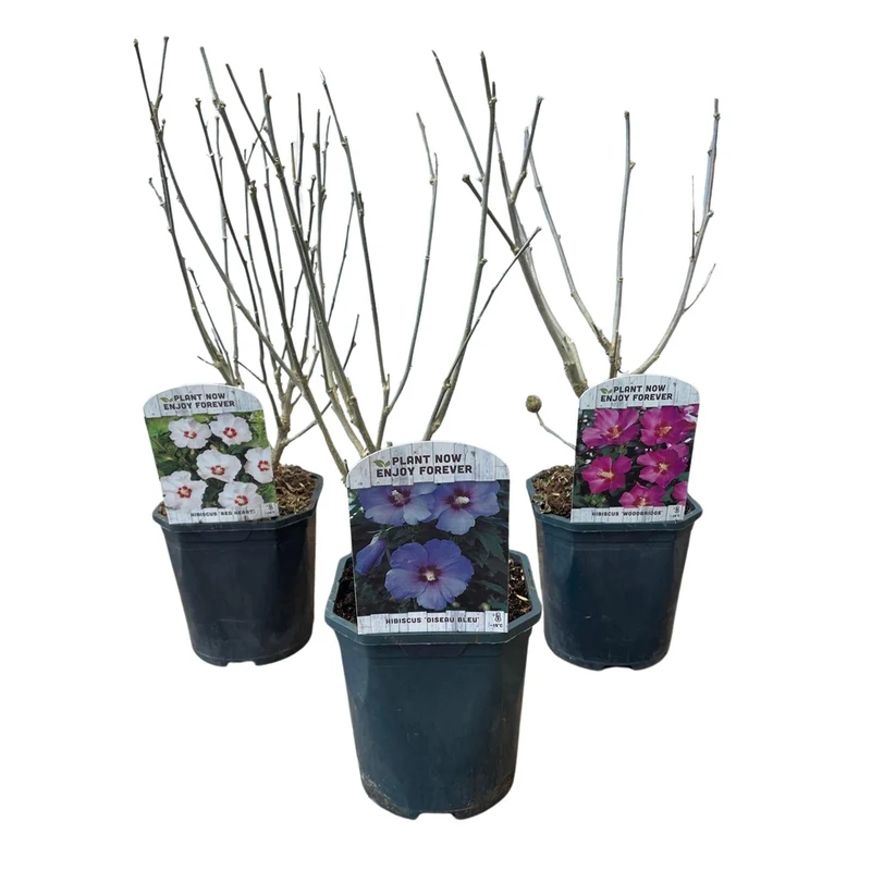 Hibiscus Tricolour – fleurs tricolores, 3 plantes en pot de 17 cm, 45 cm de hauteur