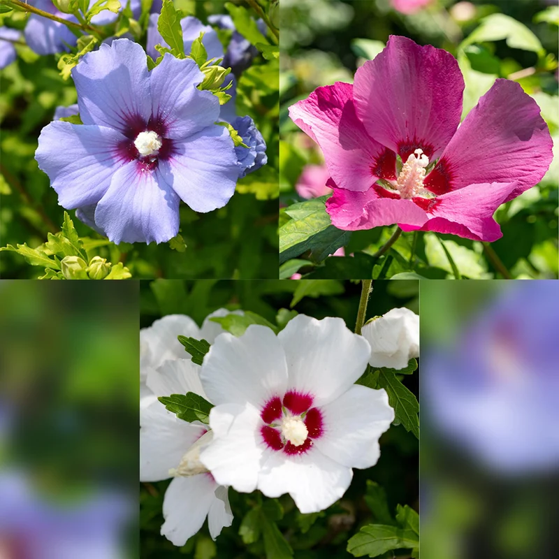 Hibiscus Tricolour – fleurs tricolores, 3 plantes en pot de 17 cm, 45 cm de hauteur