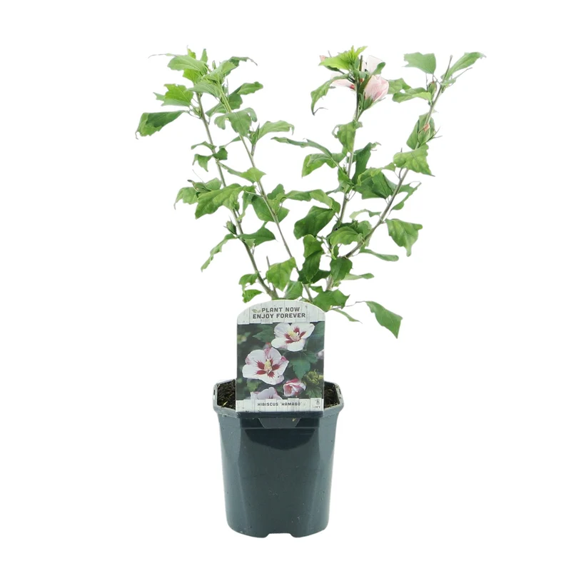 Hibiscus ‘Hamabo’ – laubabwerfend, hellrosa blühend, 17 cm Topf, 45 cm hoch