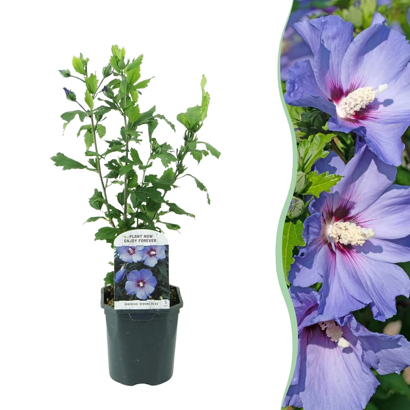 Gartenhibiskus ‘Oiseau Blue’ – blaue Blüten, 1 Pflanze, 17 cm Topf, 45 cm hoch