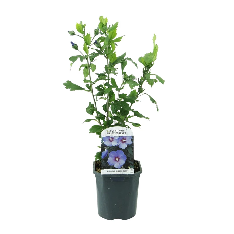 Gartenhibiskus ‘Oiseau Blue’ – blaue Blüten, 1 Pflanze, 17 cm Topf, 45 cm hoch