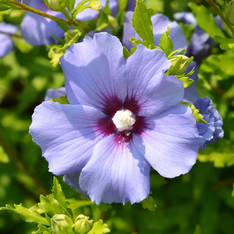Gartenhibiskus ‘Oiseau Blue’ – blaue Blüten, 1 Pflanze, 17 cm Topf, 45 cm hoch