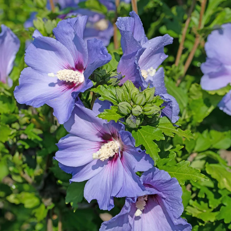 Gartenhibiskus ‘Oiseau Blue’ – blaue Blüten, 1 Pflanze, 17 cm Topf, 45 cm hoch