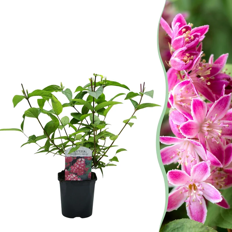 Deutzia ‘Strawberry Fields’ – Zierstrauch mit rosa Blüten, 17 cm Topf, 45 cm Höhe