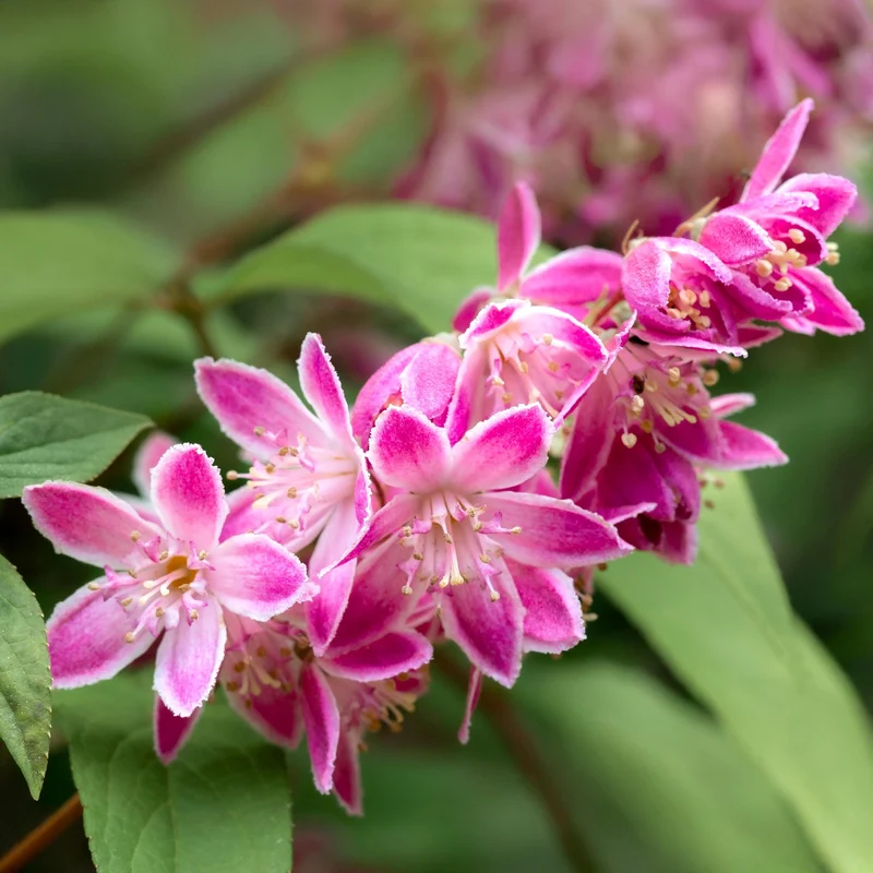 Deutzia ‘Strawberry Fields’ – Zierstrauch mit rosa Blüten, 17 cm Topf, 45 cm Höhe