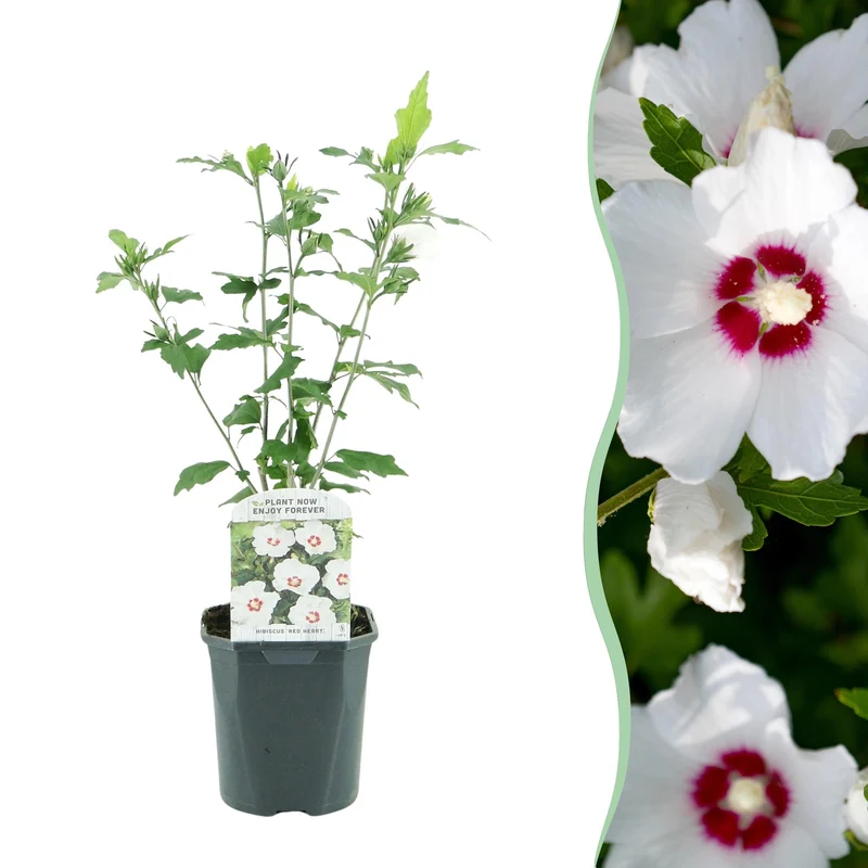Gartenhibiskus ‘Red Heart’ – Laubabwerfend, weiße Blüte mit rotem Auge, Topf 17 cm, Höhe 45 cm