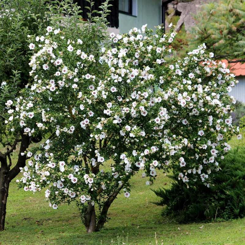 Gartenhibiskus ‘Red Heart’ – Laubabwerfend, weiße Blüte mit rotem Auge, Topf 17 cm, Höhe 45 cm
