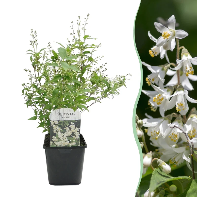Maiblumenstrauch (Deutzia gracilis) – weißblühend, laubabwerfend, 17 cm Topf, 45 cm Höhe