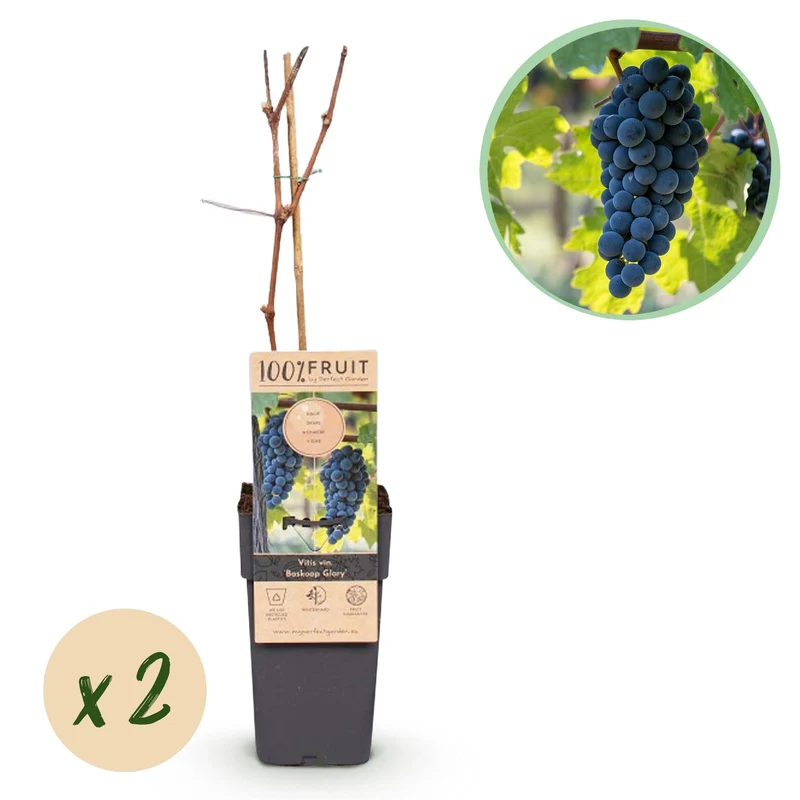 Roślina winorośli niebieskiej 'Boskoop Glory' – zestaw 2 szt., doniczka 15 cm, wysokość 50 cm
