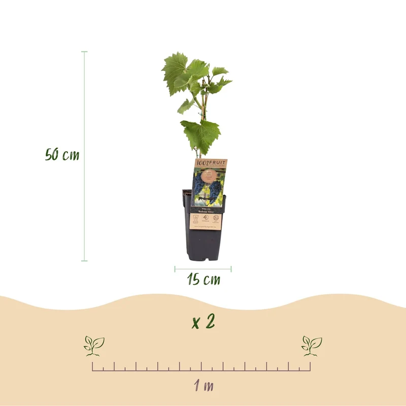 Roślina winorośli niebieskiej 'Boskoop Glory' – zestaw 2 szt., doniczka 15 cm, wysokość 50 cm