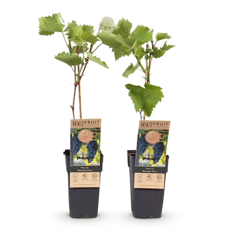 Roślina winorośli niebieskiej 'Boskoop Glory' – zestaw 2 szt., doniczka 15 cm, wysokość 50 cm