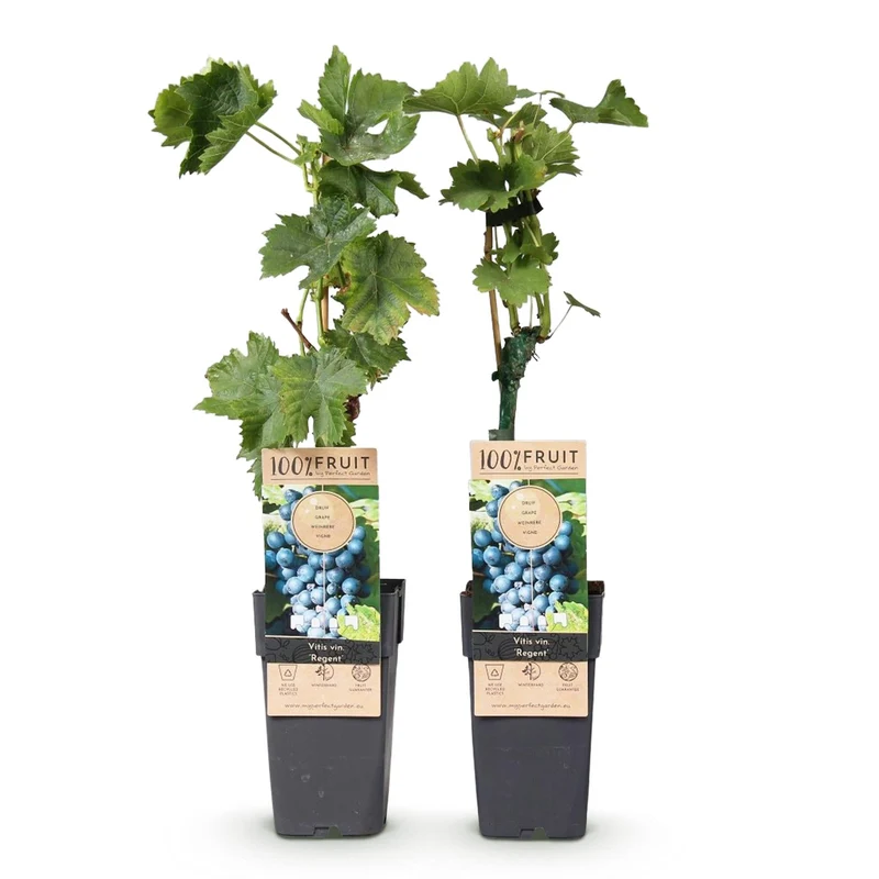 Obstpflanze Blaue Traube ‘Regent’ – 2er-Set, 15 cm Topf, 50 cm hoch