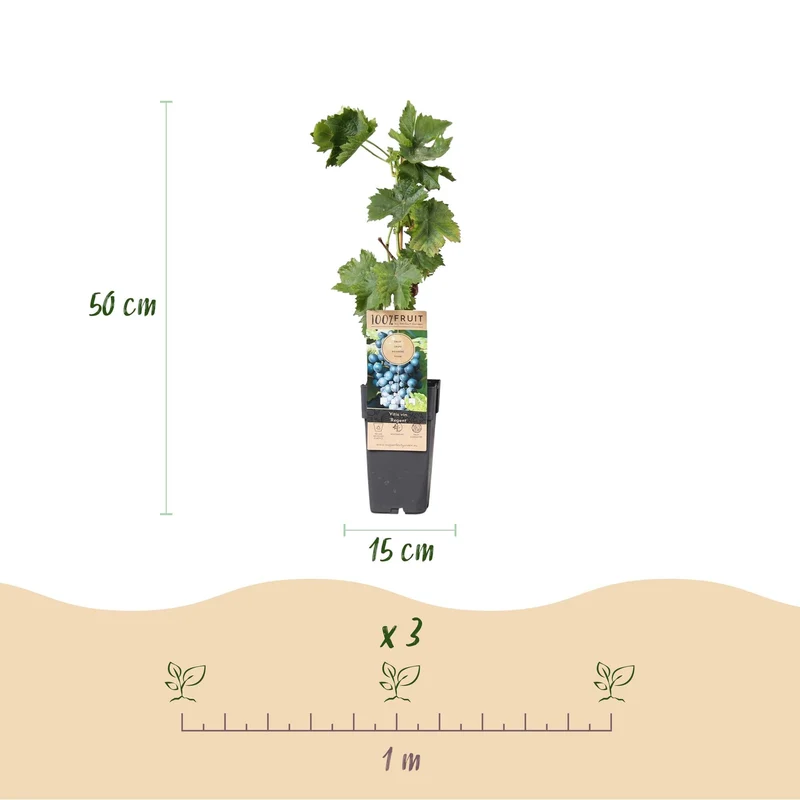 Obstpflanze Blaue Traube ‘Regent’ – 2er-Set, 15 cm Topf, 50 cm hoch