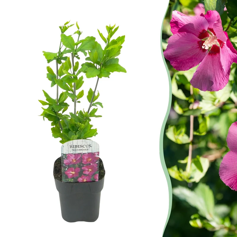 Cornus sibirica – 1 Pflanze, rote Zweige, laubabwerfend, 17 cm Topf, 45 cm hoch