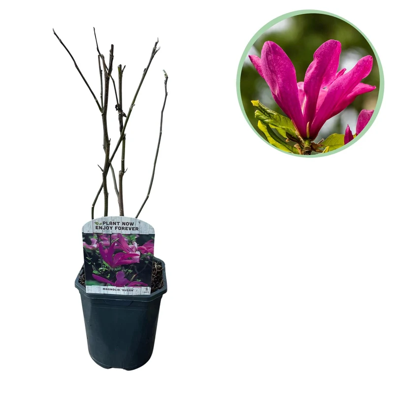 Magnolie ‘Susan’ – 1 Pflanze, dunkelrosa Blüte, pflegeleicht, 17 cm Topf, 45 cm Höhe