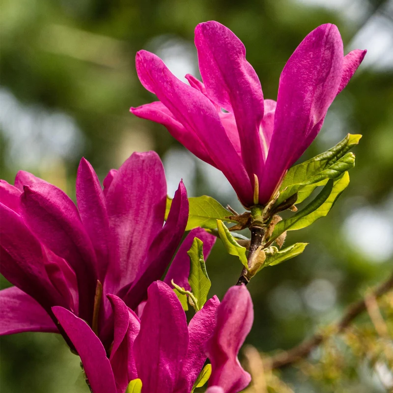 Magnolie ‘Susan’ – 1 Pflanze, dunkelrosa Blüte, pflegeleicht, 17 cm Topf, 45 cm Höhe