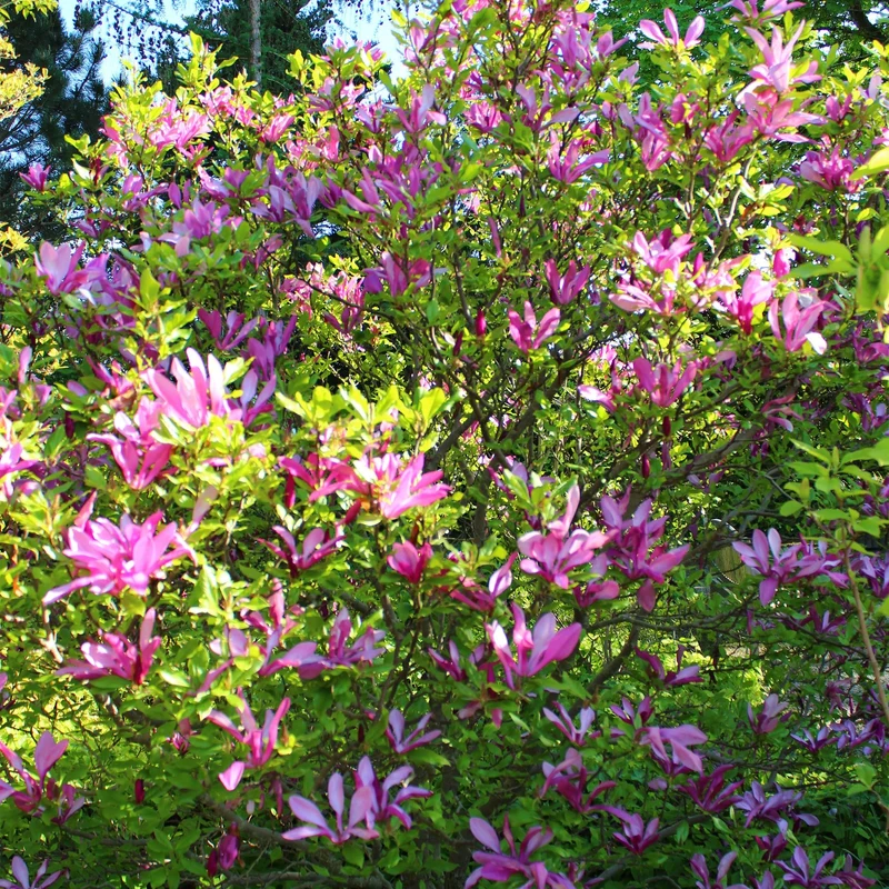Magnolie ‘Susan’ – 1 Pflanze, dunkelrosa Blüte, pflegeleicht, 17 cm Topf, 45 cm Höhe