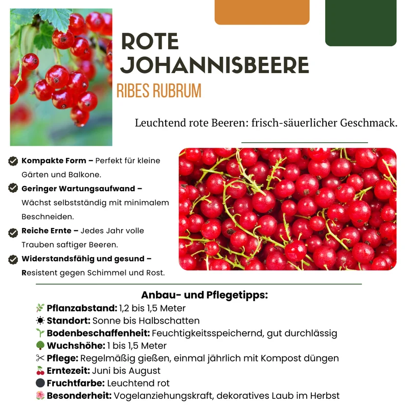 Bio-Stachelbeere – kräftige Jungpflanze im 13-cm-Topf, 20 cm hoch