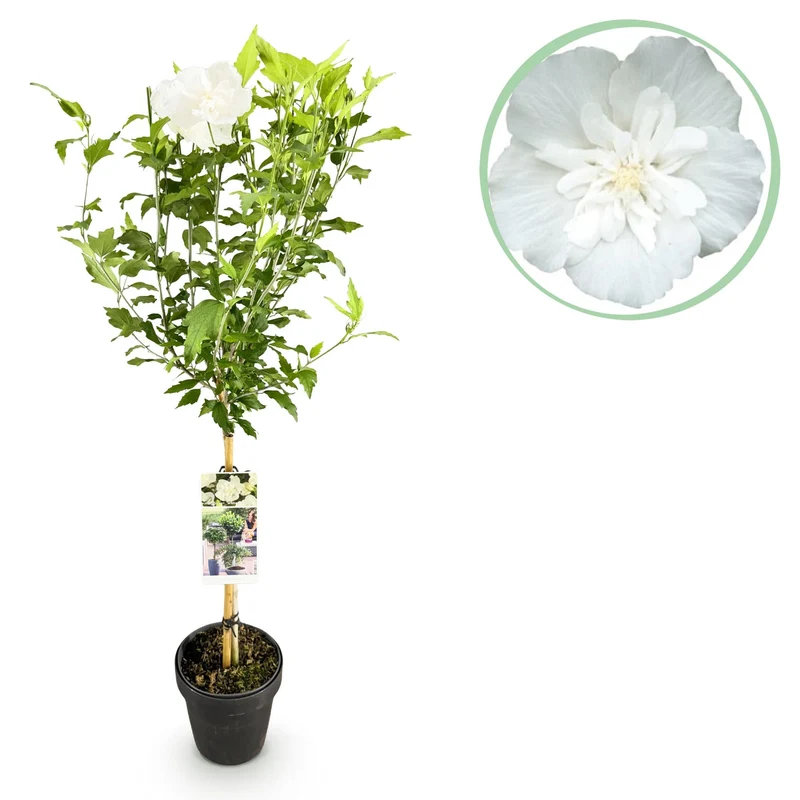 Hibiscus-stamplante 'White Chiffon'® – hårdfør, hvide blomster, 19 cm potte, 90 cm