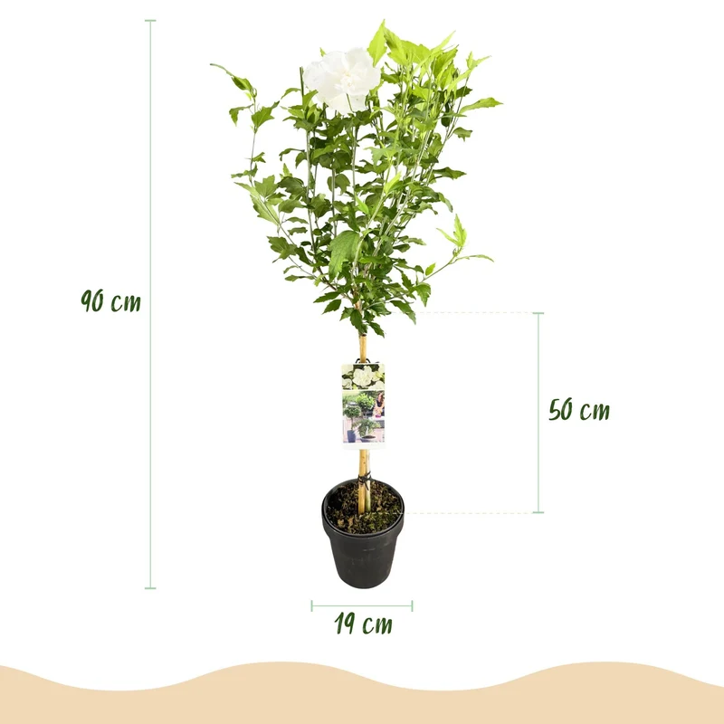 Hibiscus-stamplante 'White Chiffon'® – hårdfør, hvide blomster, 19 cm potte, 90 cm