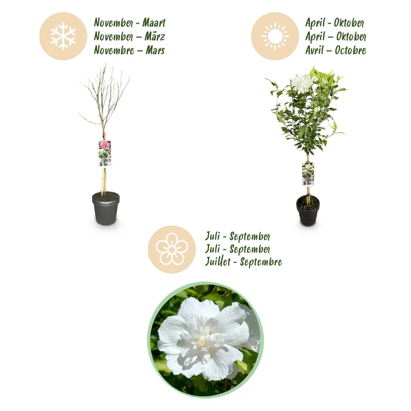 Hibiscus-stamplante 'White Chiffon'® – hårdfør, hvide blomster, 19 cm potte, 90 cm
