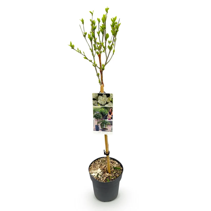 Hibiscus-stamplante 'White Chiffon'® – hårdfør, hvide blomster, 19 cm potte, 90 cm