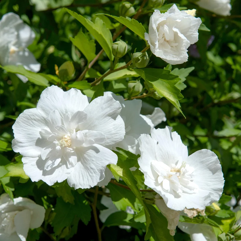 Hibiscus-stamplante 'White Chiffon'® – hårdfør, hvide blomster, 19 cm potte, 90 cm