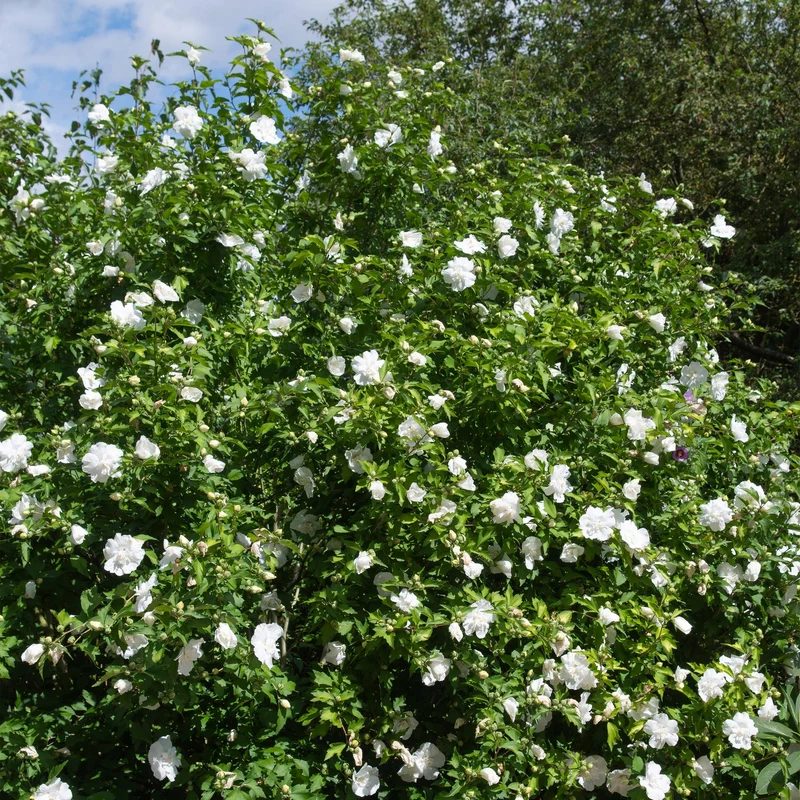 Hibiscus-stamplante 'White Chiffon'® – hårdfør, hvide blomster, 19 cm potte, 90 cm